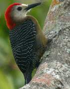 Jamaican Woodpecker