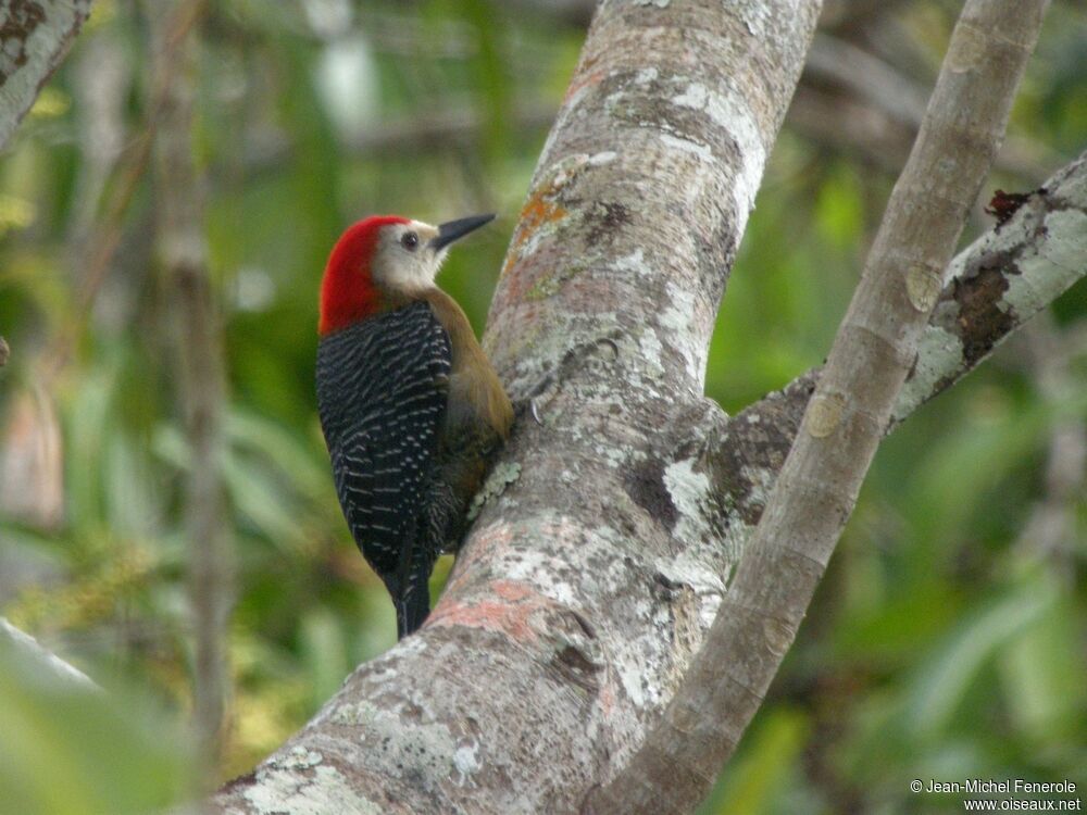 Jamaican Woodpecker