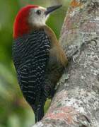 Jamaican Woodpecker