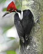 Crimson-crested Woodpecker