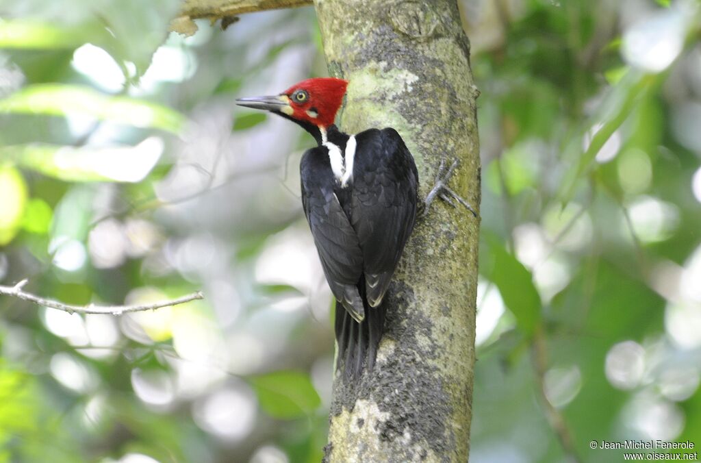 Crimson-crested Woodpecker