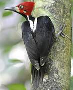 Crimson-crested Woodpecker