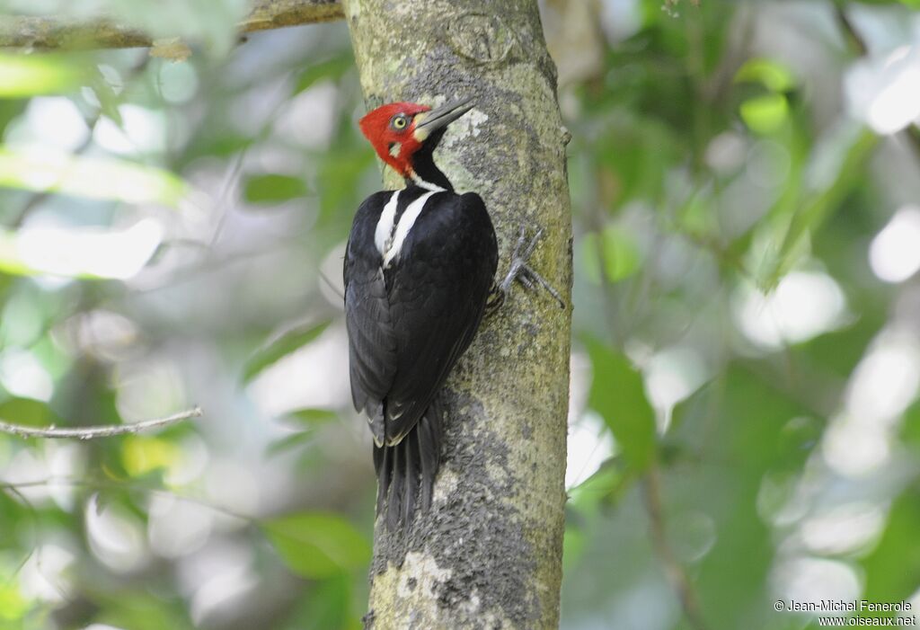 Crimson-crested Woodpecker