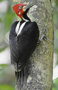 Crimson-crested Woodpecker