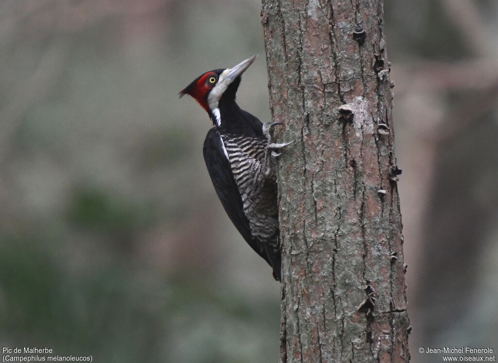 Crimson-crested Woodpecker female