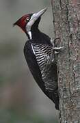 Crimson-crested Woodpecker