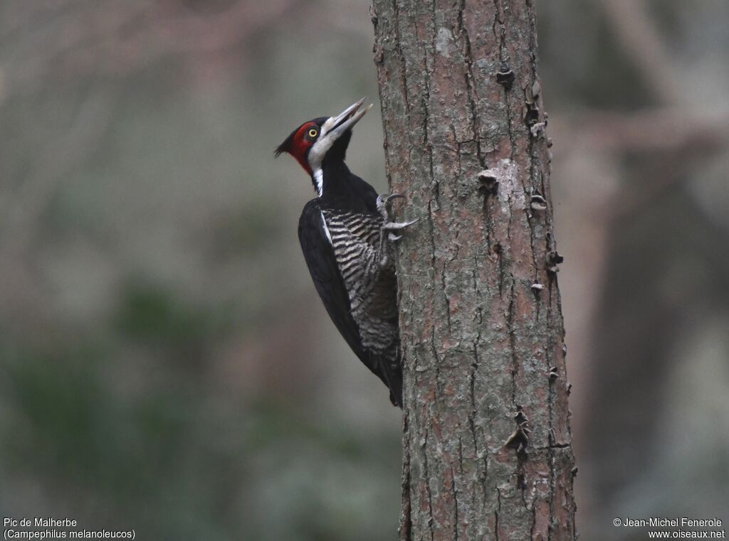 Crimson-crested Woodpecker