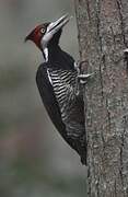 Crimson-crested Woodpecker