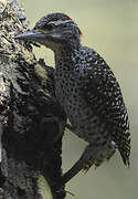 Nubian Woodpecker