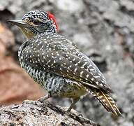 Nubian Woodpecker