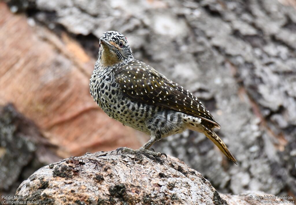 Nubian Woodpecker female