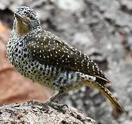 Nubian Woodpecker