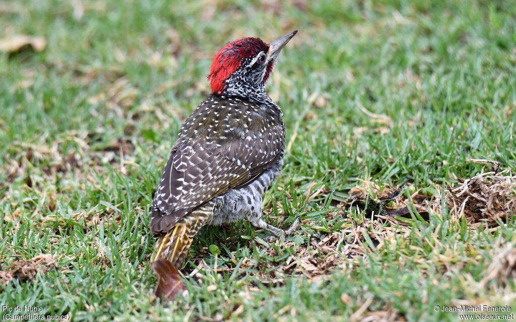 Nubian Woodpecker male