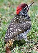 Nubian Woodpecker