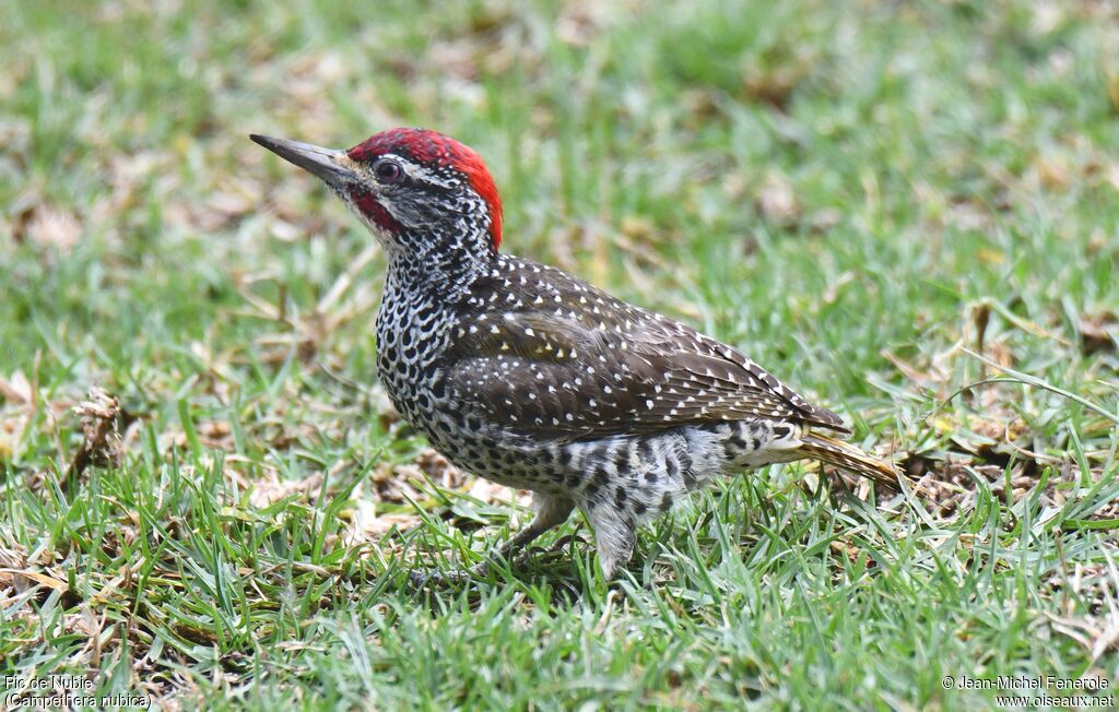 Nubian Woodpecker male