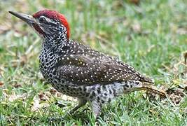 Nubian Woodpecker