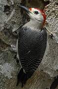 Velasquez's Woodpecker