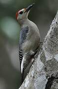 Velasquez's Woodpecker