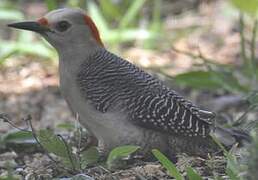 Velasquez's Woodpecker