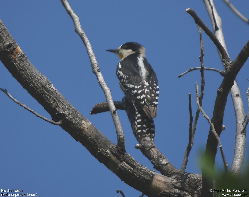 White-fronted Woodpecker