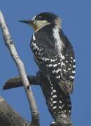 White-fronted Woodpecker