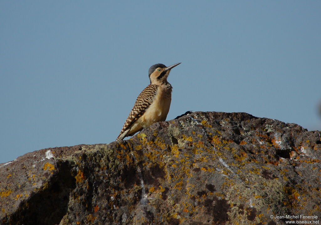 Andean Flicker female adult