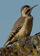 Andean Flicker