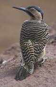 Andean Flicker