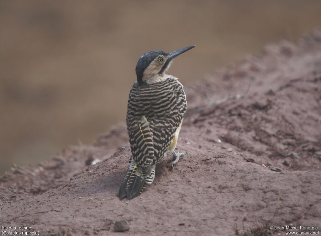 Andean Flicker