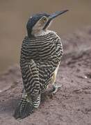 Andean Flicker