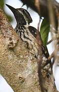 Black-rumped Flameback