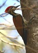 Black-rumped Flameback