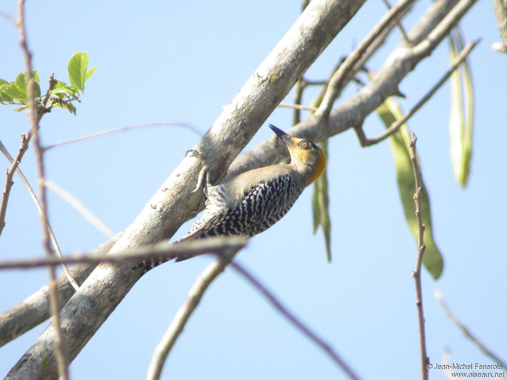 Golden-cheeked Woodpecker