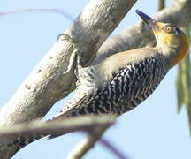 Golden-cheeked Woodpecker