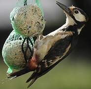 Great Spotted Woodpecker