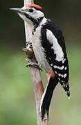 Great Spotted Woodpecker