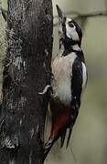 Great Spotted Woodpecker