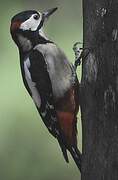 Great Spotted Woodpecker