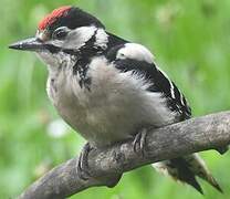 Great Spotted Woodpecker