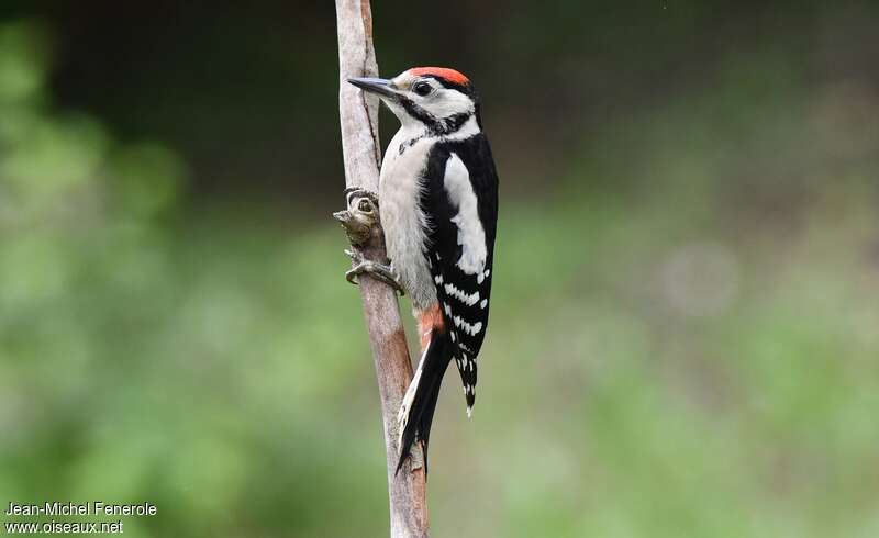 Great Spotted Woodpeckerjuvenile, pigmentation