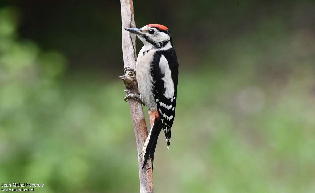 Great Spotted Woodpeckerjuvenile, pigmentation