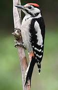 Great Spotted Woodpecker