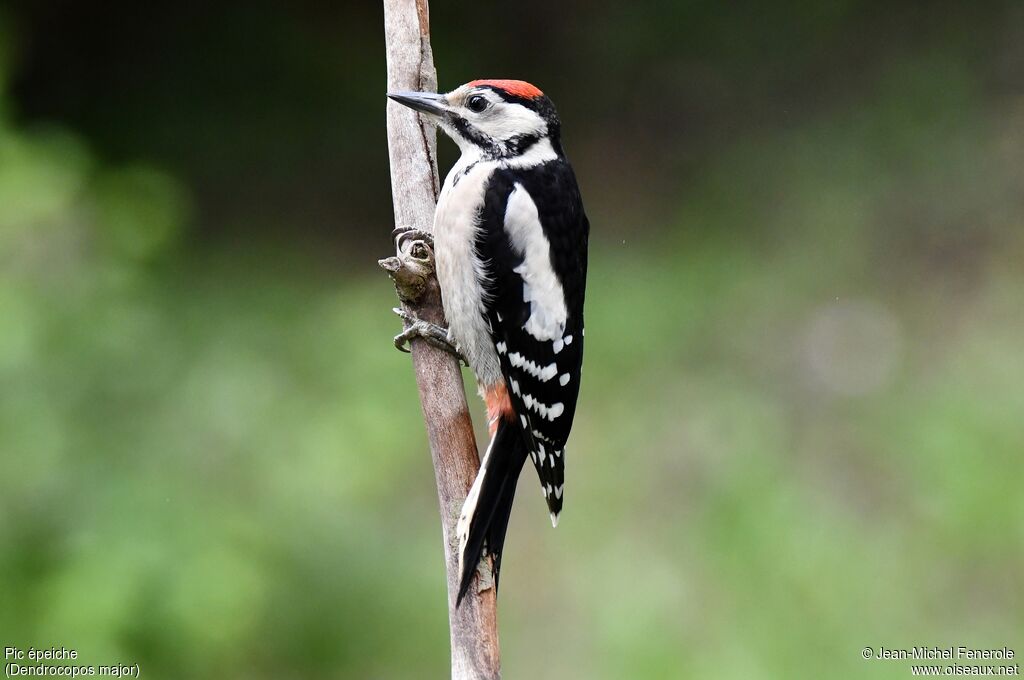 Great Spotted Woodpecker