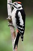 Great Spotted Woodpecker