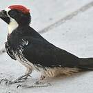 Pic glandivore