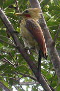 Cream-colored Woodpecker