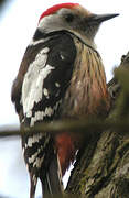 Middle Spotted Woodpecker