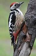 Middle Spotted Woodpecker