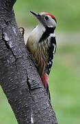 Middle Spotted Woodpecker