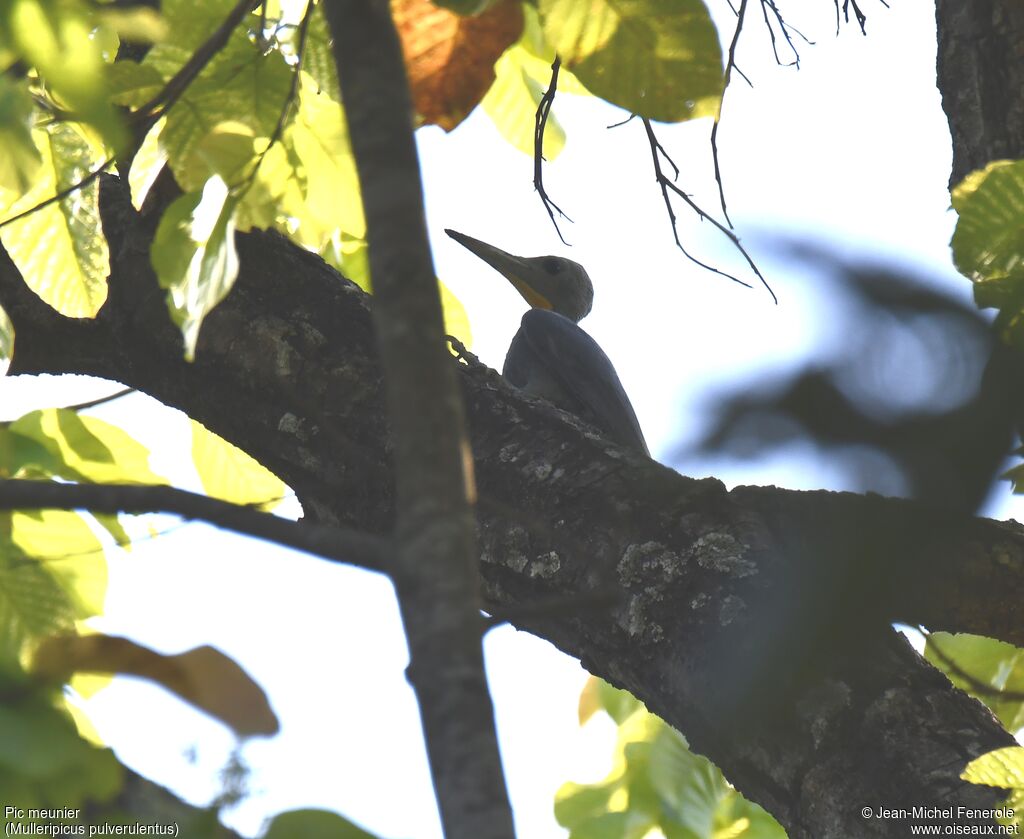 Great Slaty Woodpecker